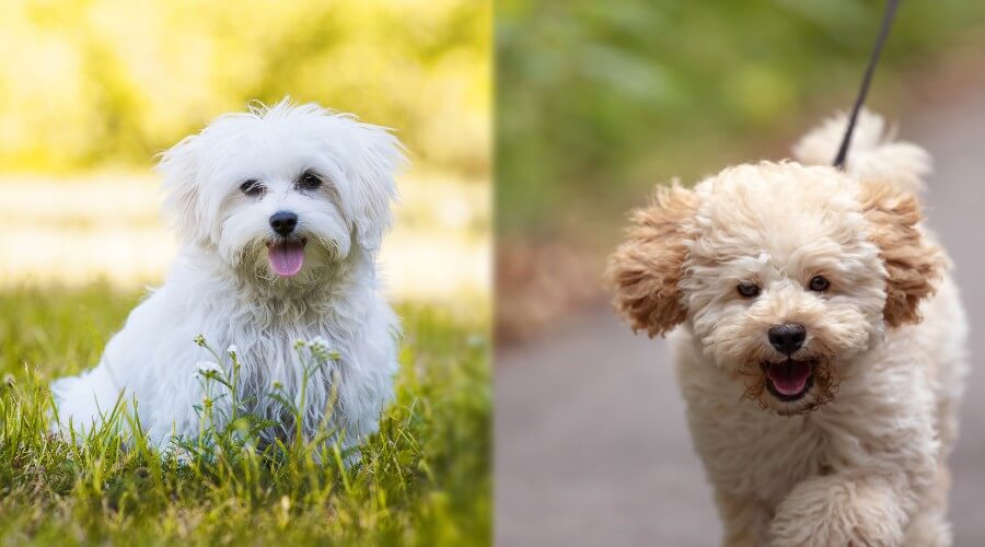 Maltipoo Vs. Toy Poodle: What’s The Difference?